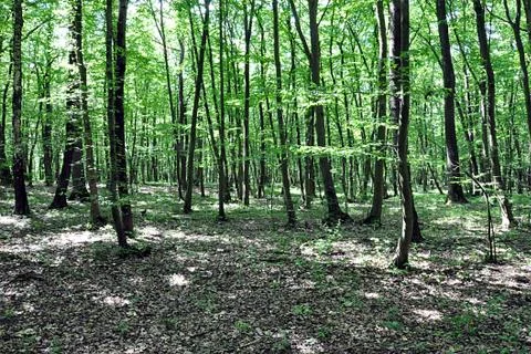 Free forest in day Stock Photos