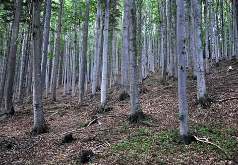 Free forest Stock Photos