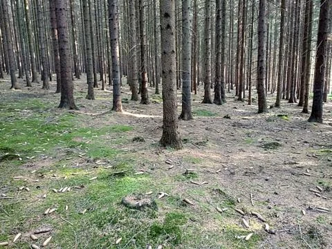Free forest Stock Photos