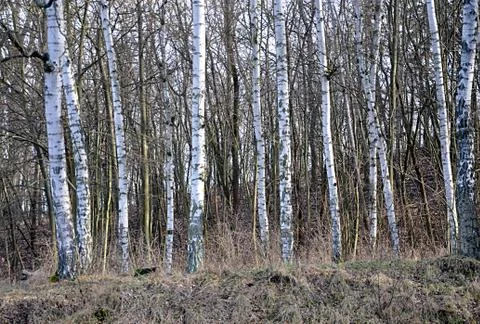 Free forest Stock Photos