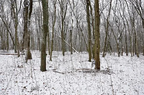Free forest in winter Stock Photos