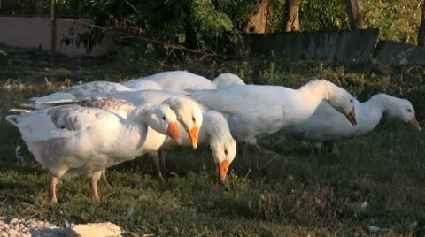 Free geese Stock Footage 8954868