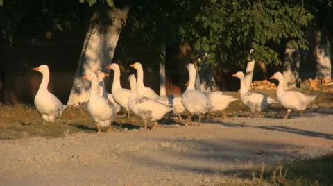 Free geese Stock Footage 8954944