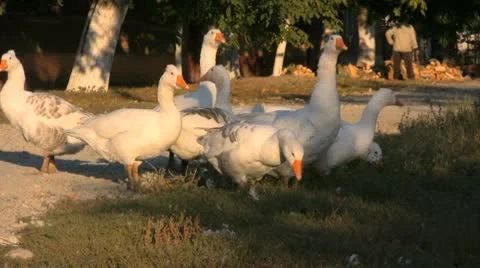Free geese Stock Footage 8954979