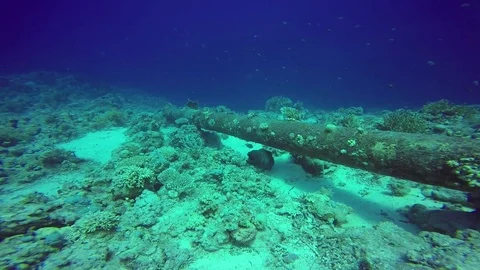 Free Giant Moray Eel Stock Footage 122772277