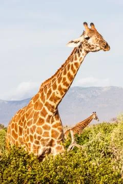 Free giraffe in kenya Stock Photos