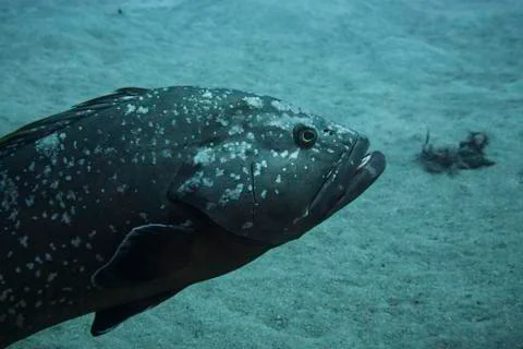 Free grouper Foto stock