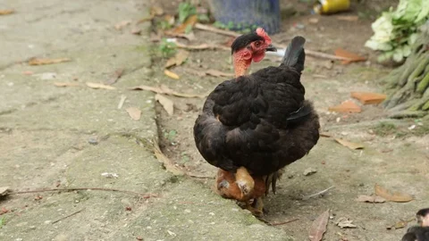 Free hen Stock Footage 100648636