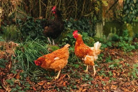 Free hens Stock Photos