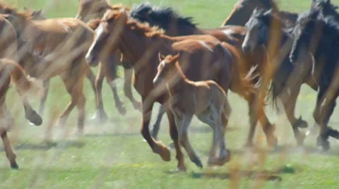 Free herd of horses Stock Footage 50457122