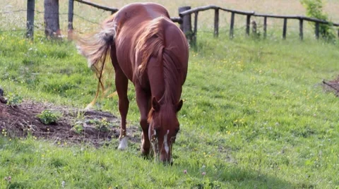 Free horse Stock-Footage 7750027
