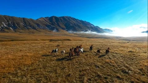 Free horses Video stock 104010560