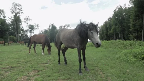 Free horses in the forest. Close up of two horses Video stock 135125998