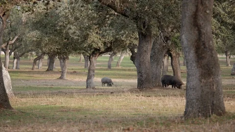 Free living Iberian pigs in the pasture eating acorn under the holm oaks. Stock Footage