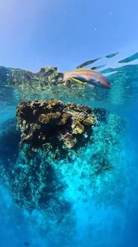 Free Nemo Foto stock