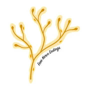 Free Nerve Endings Stock Illustration