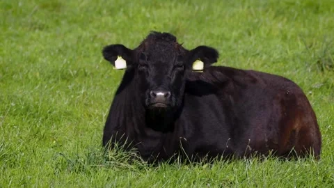 Free open range ranching grazing cattle livestock cows and bulls in countryside  Stock Footage 157400002