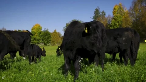 Free open range ranching grazing cattle livestock cows and bulls in countryside  Stock Footage 245951563