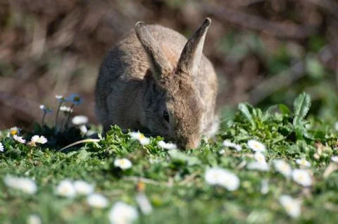 Free rabbit Stock Photos