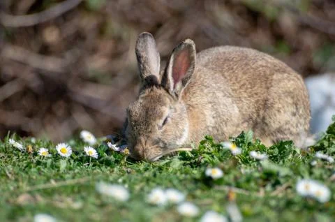 Free rabbit Stock Photos