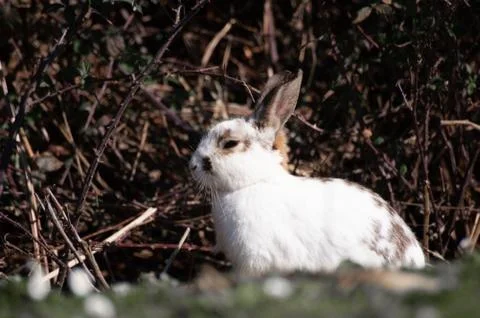 Free rabbit Stock Photos