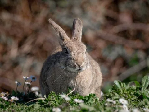Free rabbit Stock Photos