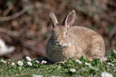 Free rabbit Stock Photos