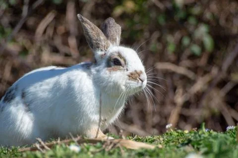 Free rabbit Stock Photos