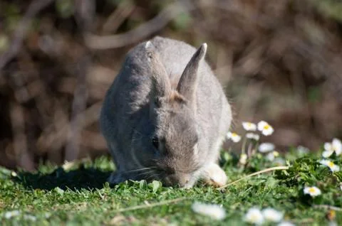 Free rabbit Stock Photos