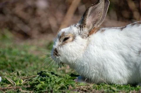 Free rabbit Stock Photos