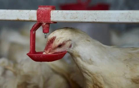 Free range backyard broiler Chickens poultry drinking water by nipple drinker 스톡 사진