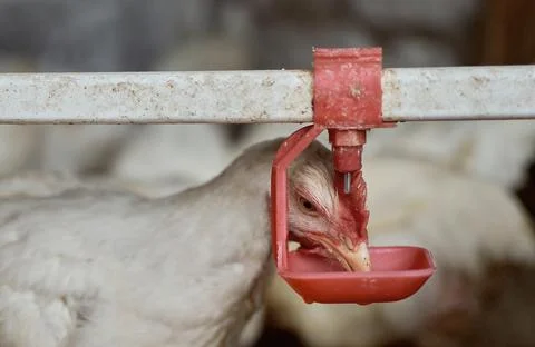 Free range backyard broiler Chickens poultry drinking water by nipple drinker Фото