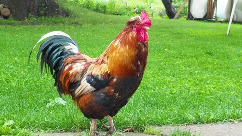 Free-range beautiful rooster in the farm yard Stock Footage 143761813