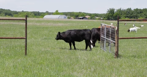 Free Range Black Cows in a green field Stock Footage 107157006