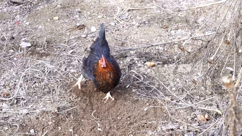 A free-range black hen keeps scratching soil and searching for food Stock Footage 116749455