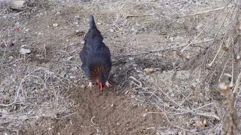 A free-range black hen keeps scratching soil and searching for food Video stock 282176432
