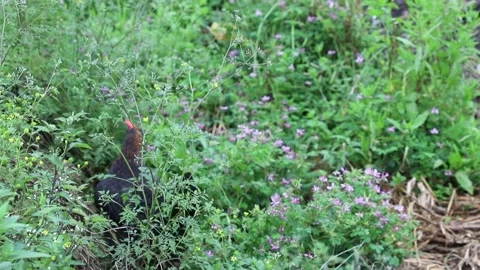 Free range black hen searching for food (seeds, flowers, and insects) among t Stock Footage 136469347
