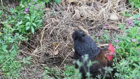 Free range black hen searching for food (seeds, flowers, and insects) among t Stock Footage 136469355