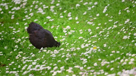 Free range black hen walking among daisies in a lush green garden meadow Stock Footage 335483378