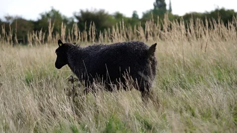 A free range black sheep chilling and grazing on the dramatic savannah Stock Footage 81670764