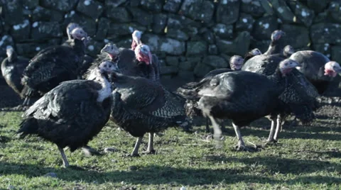 Free Range Bronze Turkeys 動画素材 36028106