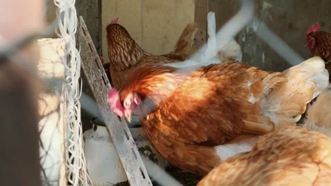 Free-range brown and white hens walking and feeding in the coop Stock Footage 321463981