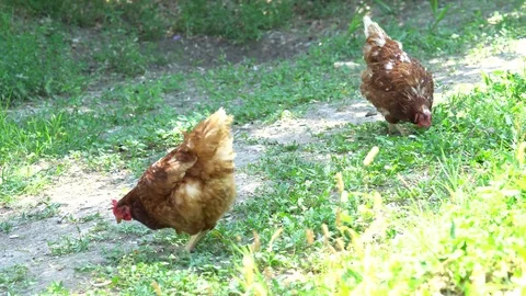 Free range brown chicken on a farm 動画素材 79879928