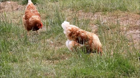 Free range brown chicken on a farm Stock Footage