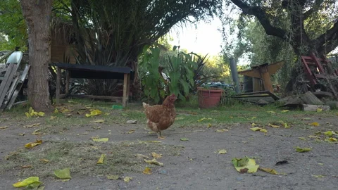 Free Range Brown Chicken Foraging in Grassy Backyard Vidéo 340273969