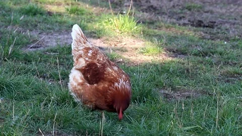 Free range brown Chicken pecks on meadow Stock Footage 218731464