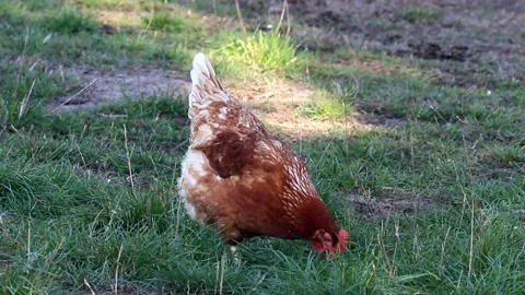 Free range brown Chicken pecks on meadow Stock Footage 218732408
