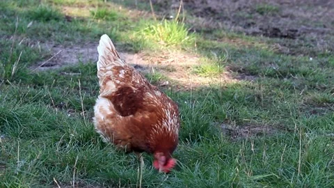 Free range brown Chicken pecks on meadow Stock Footage 226891731