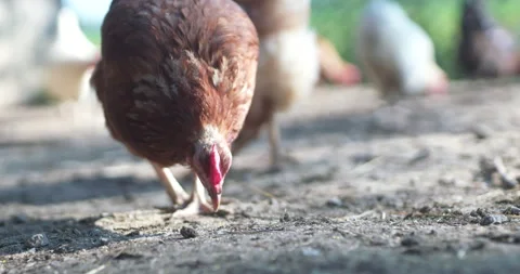 Free Range Brown Chicken Pecks On Meadow Stock Footage 266885995