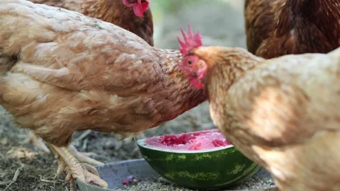Free range brown chickens eating watermelon Stock Footage 337982311